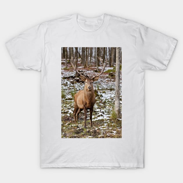 Red Deer In Woods T-Shirt by jaydee1400